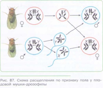 НАСЛЕДСТВЕННОСТЬ И ИЗМЕНЧИВОСТЬ_004